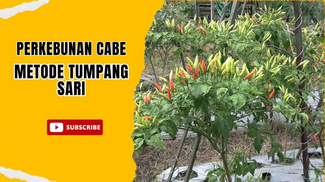 ⁣Perkebunan Cabe Metode Tumpang Sari | Desa Suka Damai Kutim